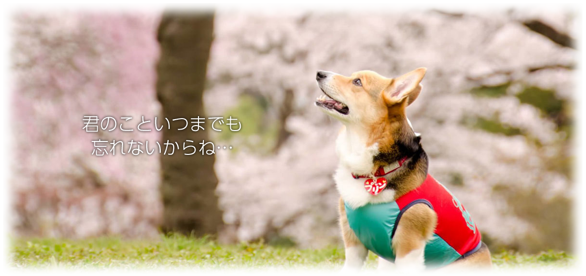 君のこといつまでも忘れないからね…